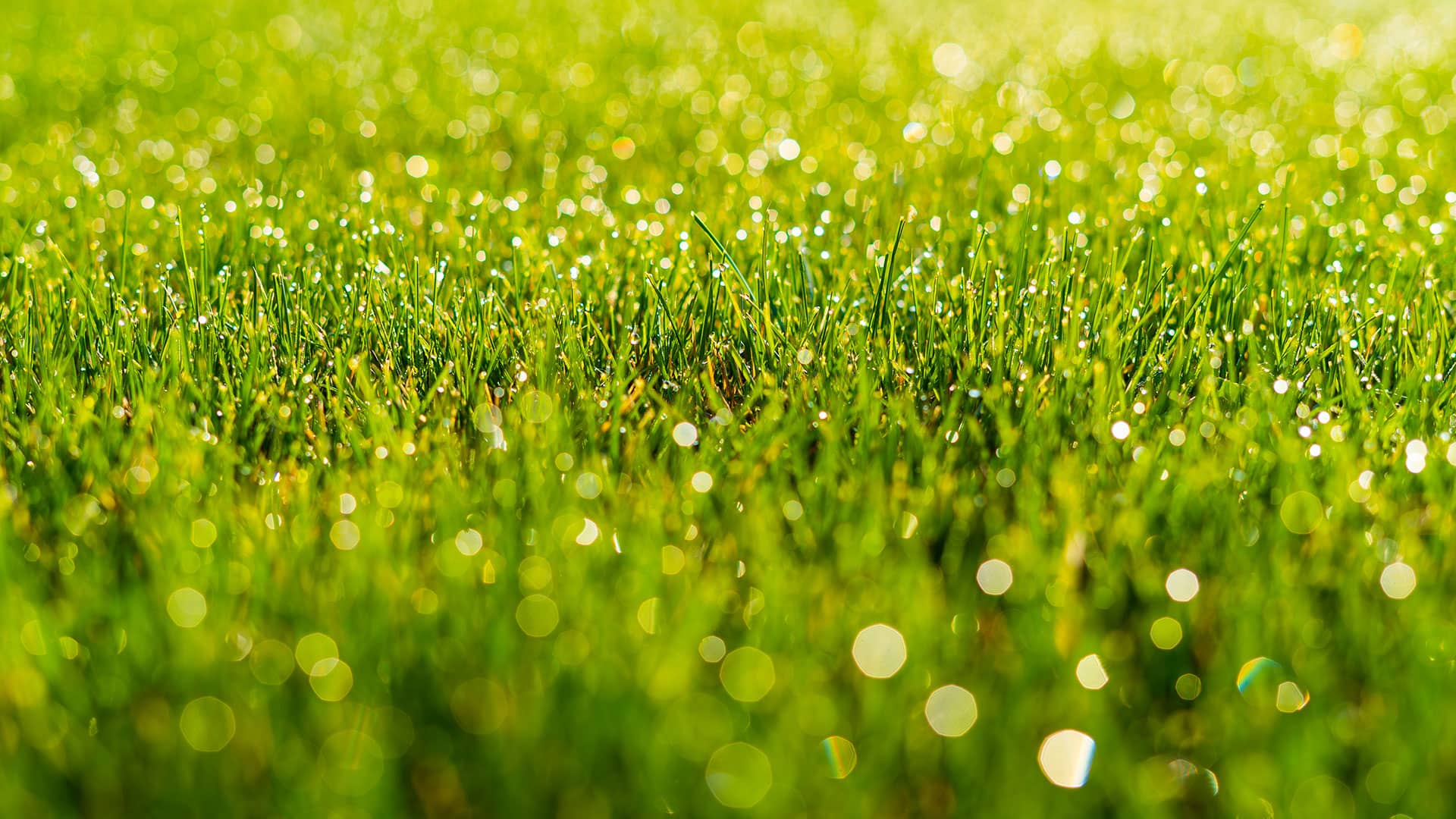 Tennessee Lawn Pros interior-banner